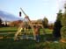 Trebuchet2003-39