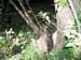 Tree03
