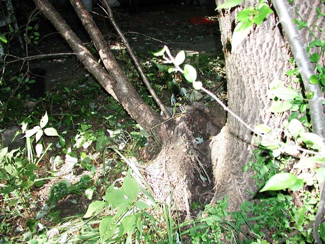 Tree03