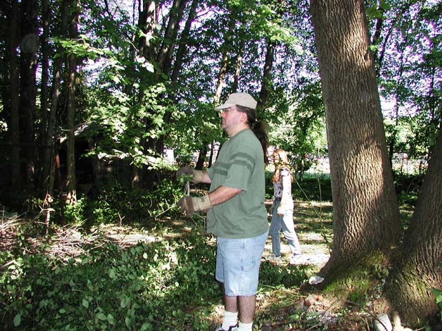 Tree12
